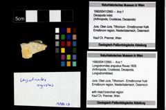 Foto (Objekt + Etikett) von Longodromites angustus (Reuss 1858)  (NHMW-GEO-1990-0041-2965)